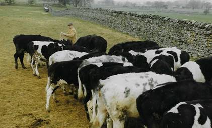 A herd of cows in a field

Description automatically generated