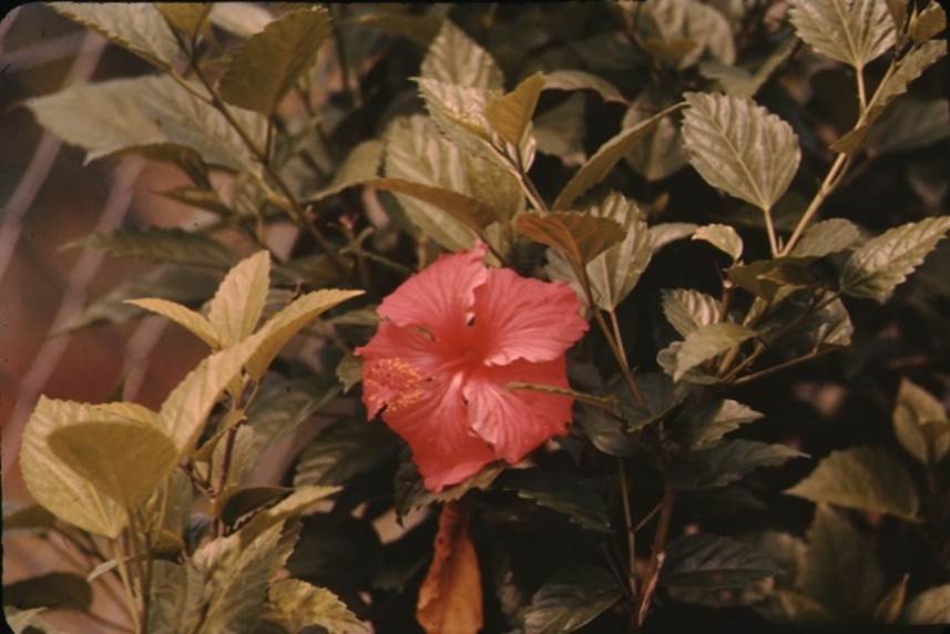 A pink flower surrounded by leaves

Description automatically generated with low confidence