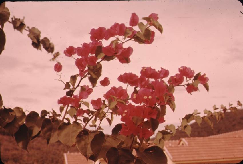 A tree with pink flowers

Description automatically generated with low confidence