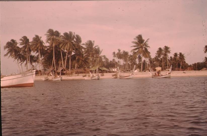 A beach with palm trees

Description automatically generated with low confidence