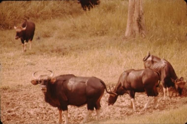 A group of animals stand in a grassy field

Description automatically generated with medium confidence