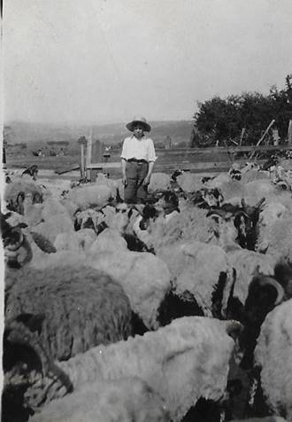 A group of sheep that are standing in front of a crowd

Description automatically generated