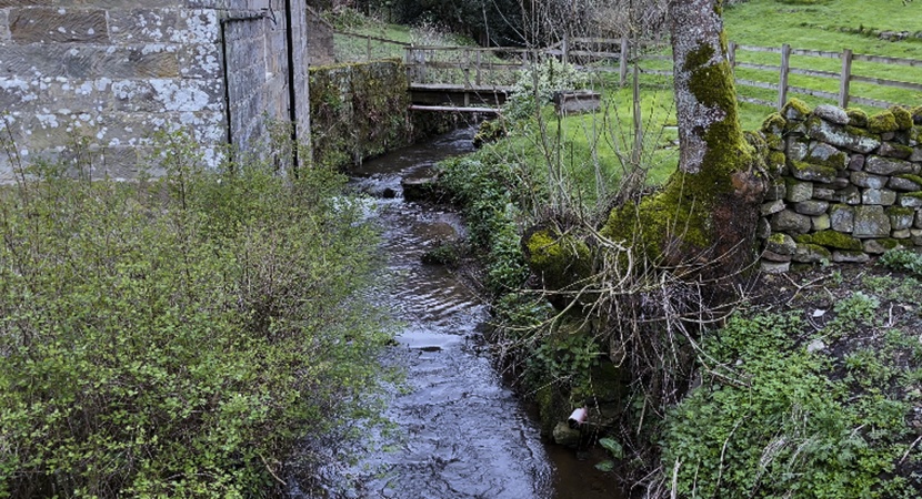 A stream running through a garden

Description automatically generated