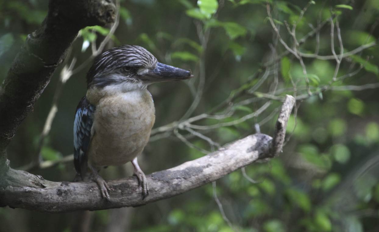 A bird on a branch

Description automatically generated