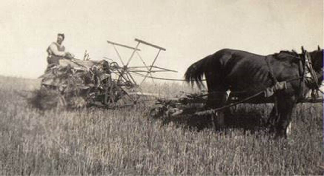 A horse pulling a sleigh and a person in a sleigh

Description automatically generated