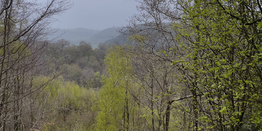 A forest with trees and mountains in the background

Description automatically generated