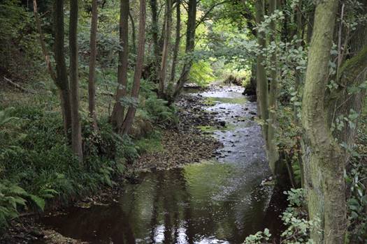 A stream in a forest

Description automatically generated