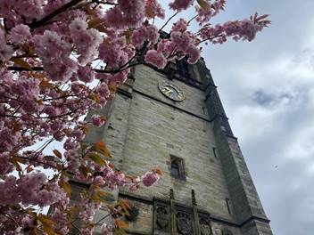 A tree with pink flowers on it

Description automatically generated