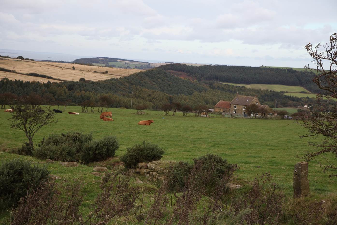 A field of grass with cows and trees

Description automatically generated with medium confidence