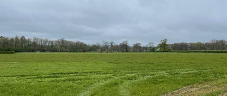 A grassy field with trees in the background

Description automatically generated