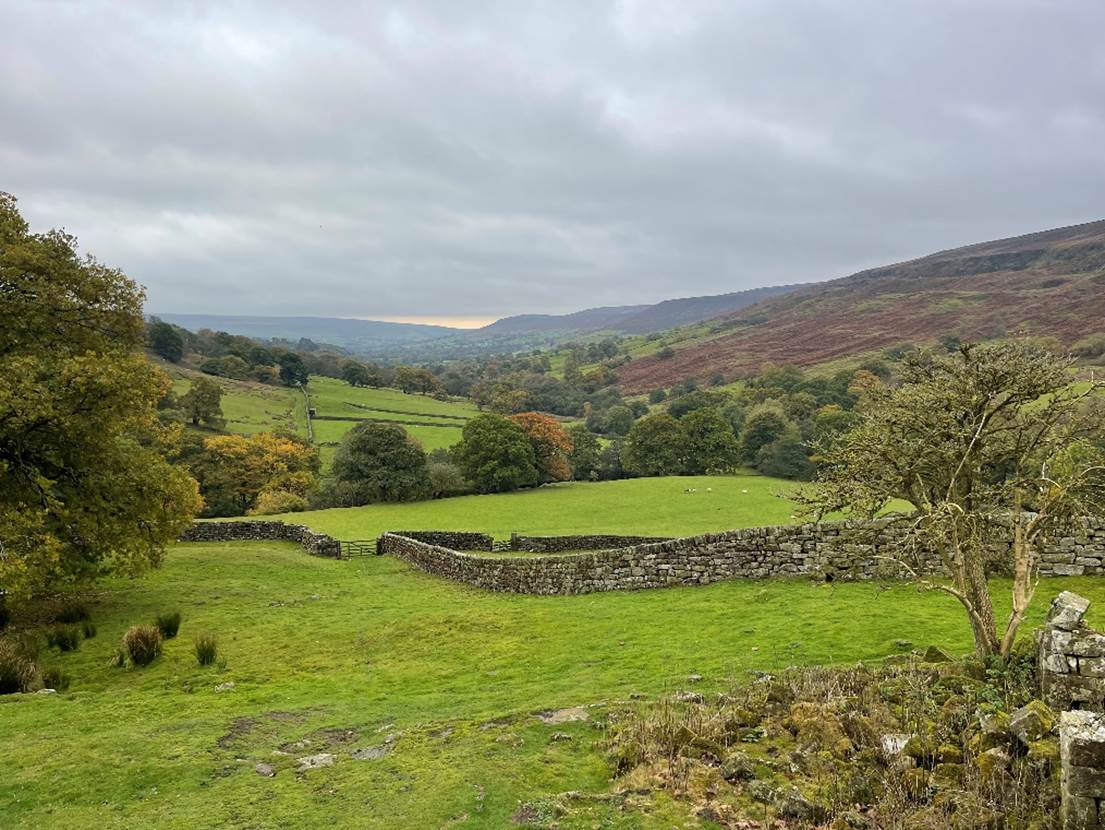 A green field with trees and a stone wall

Description automatically generated