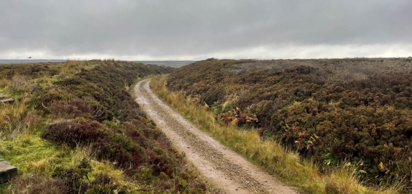 A dirt road through a field

Description automatically generated