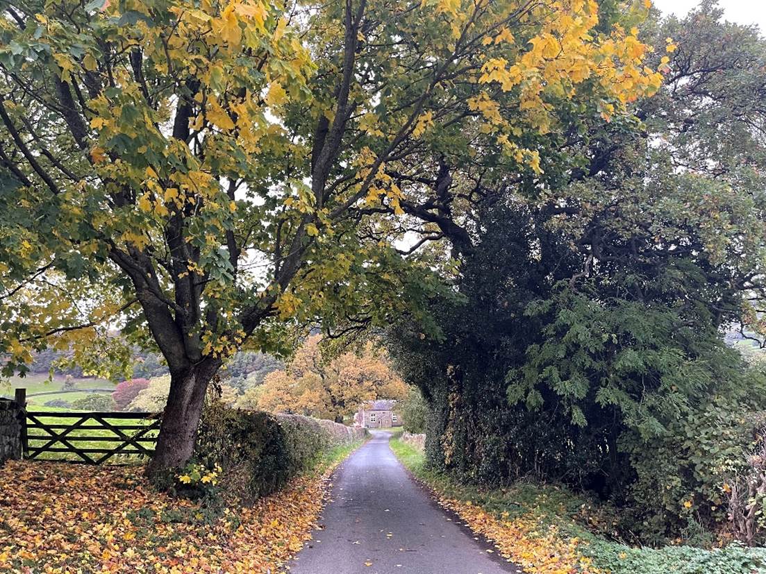 A road with trees and a gate

Description automatically generated