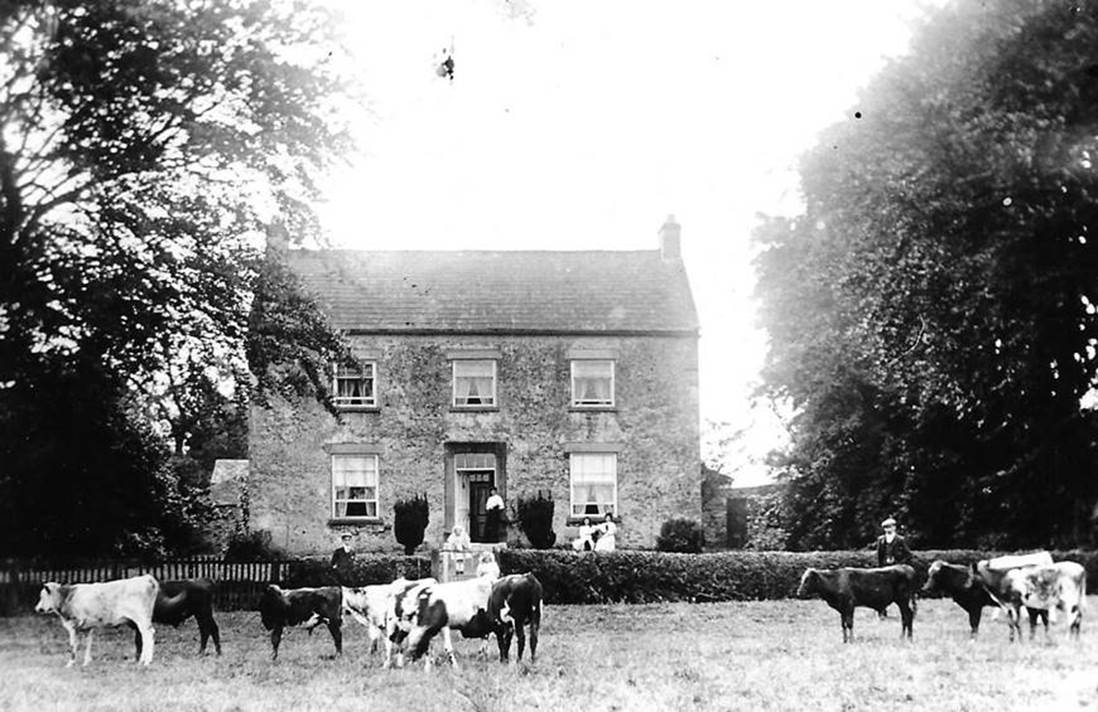 A group of cows in front of a house

Description automatically generated