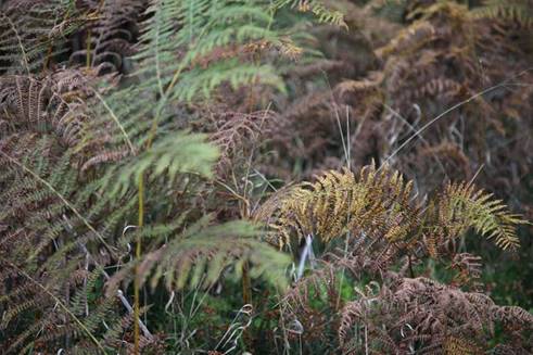 A close-up of a fern

Description automatically generated