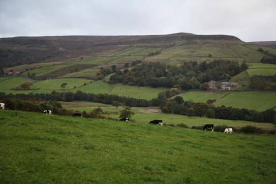 A field of cows grazing on a hill

Description automatically generated