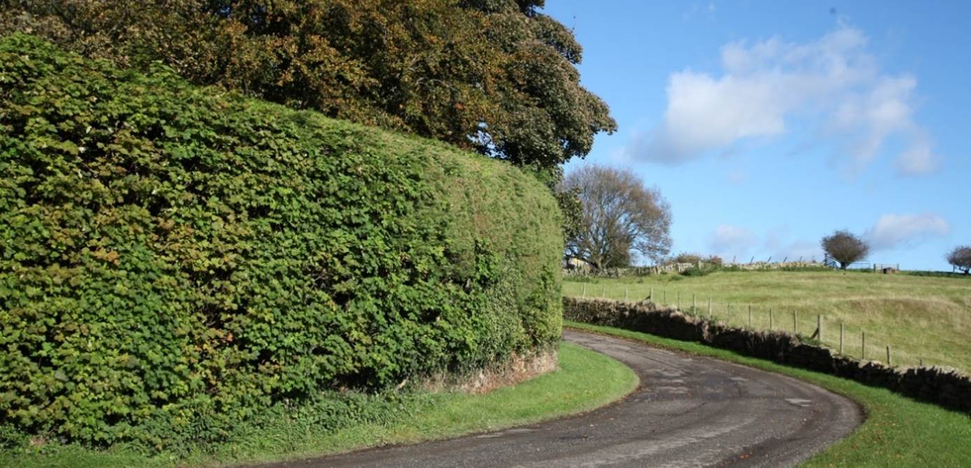 A road with a hedge on the side

Description automatically generated