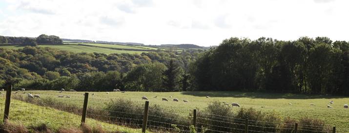 A field with sheep in it

Description automatically generated