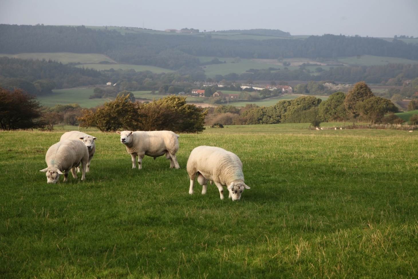 A group of sheep grazing in a field

Description automatically generated