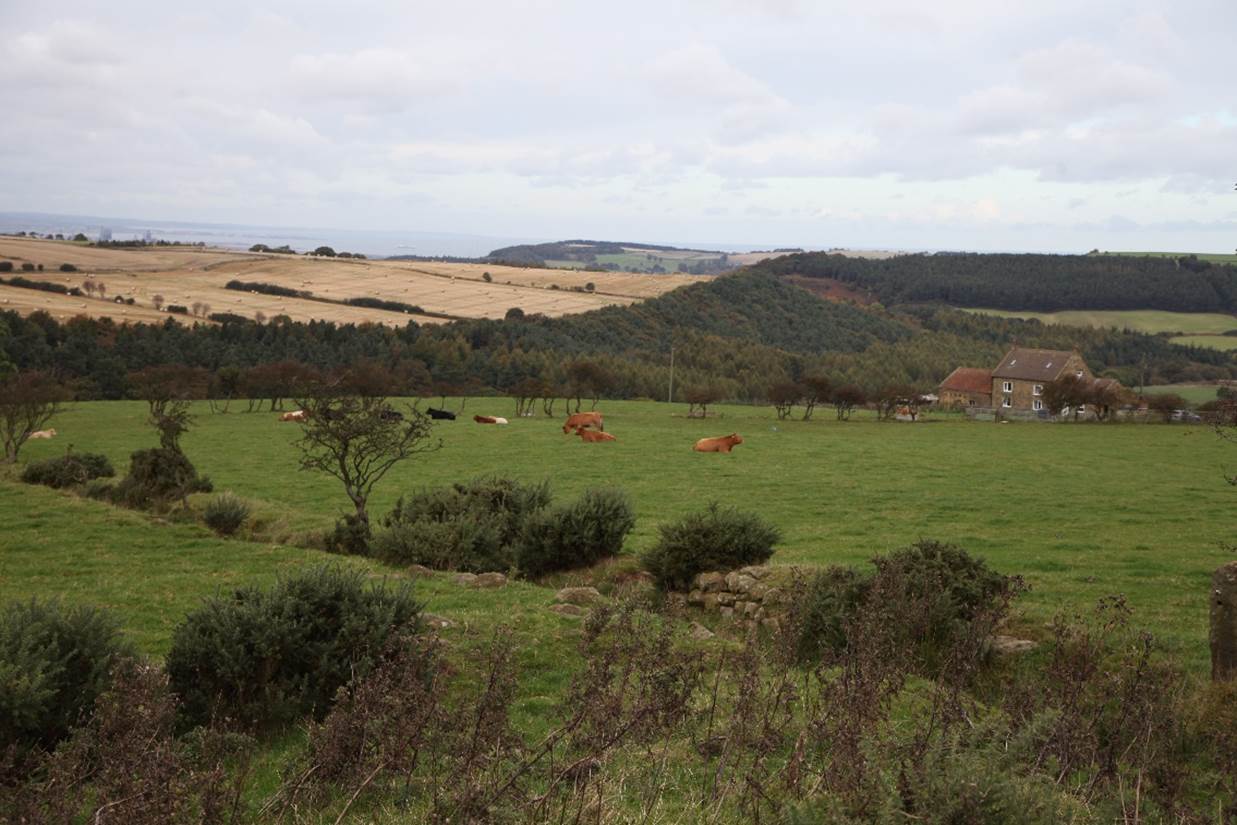 A field of grass with cows grazing

Description automatically generated with medium confidence